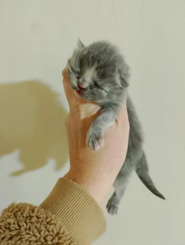 Filhotes de gato persa lindos