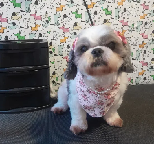 Banho pet a domicílio 