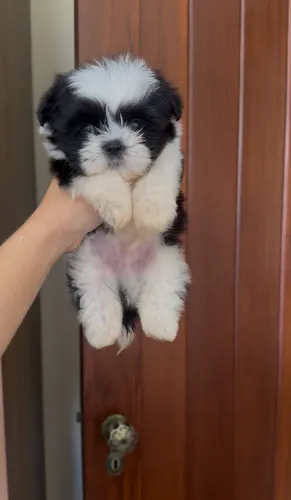 Shih tzu macho e fêmea mini legítimos