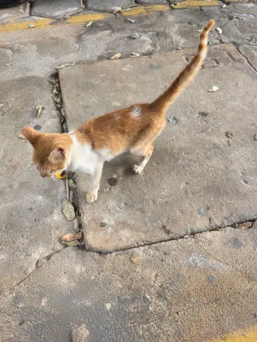 Gato pra adoção