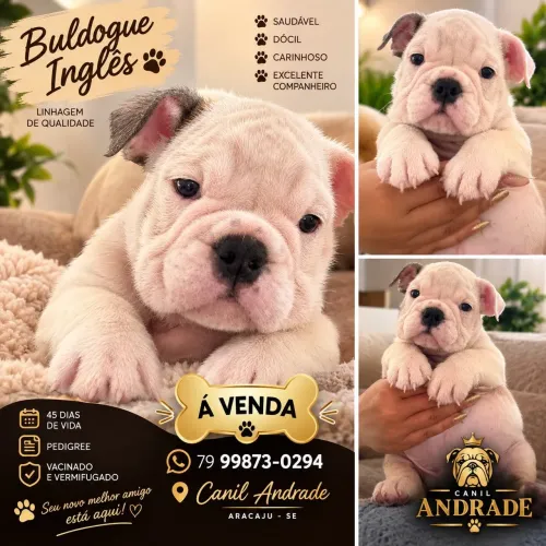 Vendo bulldogue inglês