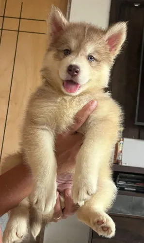 Husky siberiano 
