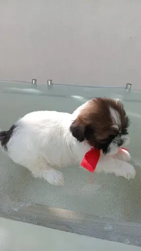 Shihtzu