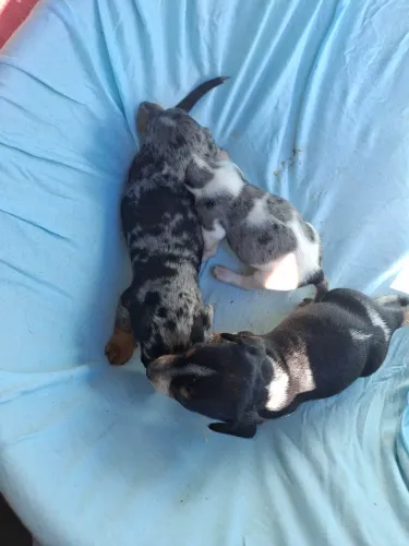 Basset (dachshund) arlequim mimi