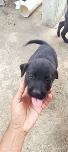 Filhotes de Labrador raceado com Pitbull Bull para doação