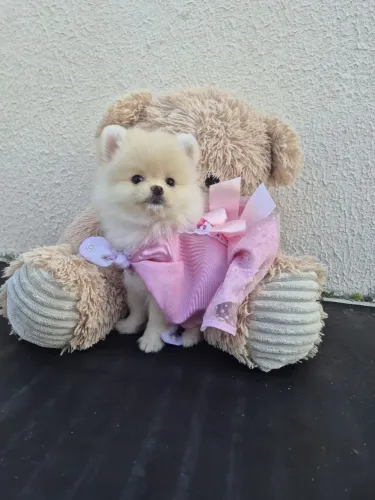 Spitz alemão - Lulu da Pomerânia anão fêmea uma linda donzela anão