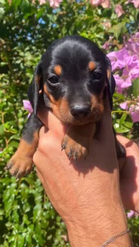 Filhote de dachshund Machinho Preto canela