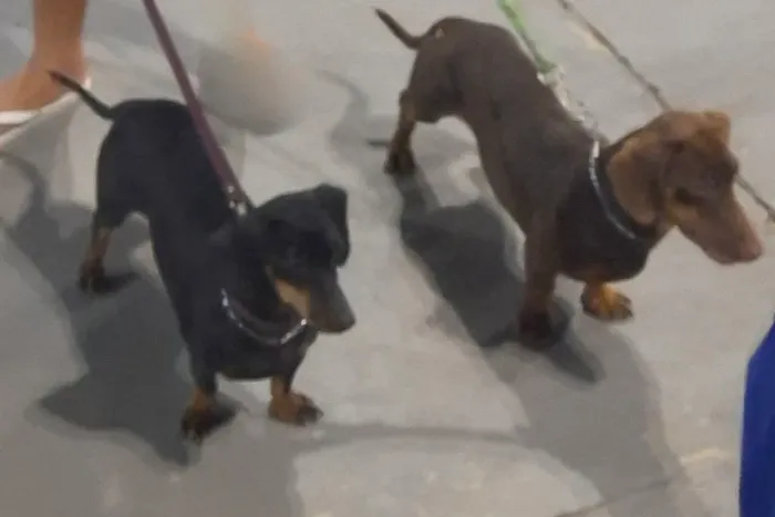 Filhotes disponíveis dachshund 