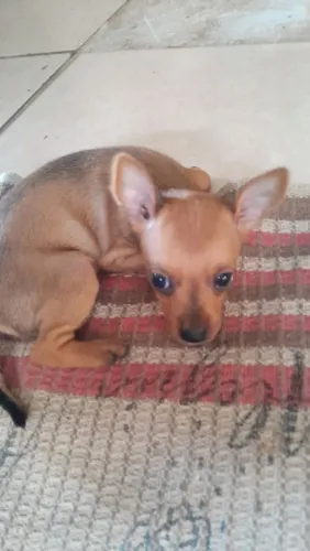 Vendesse filhote de pinscher 