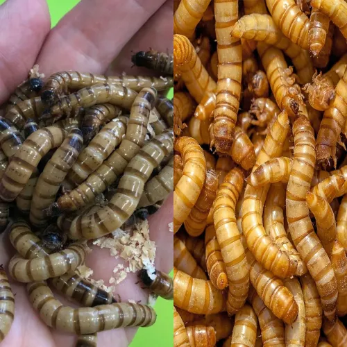 Tenébrios Gigantes e Molitores 