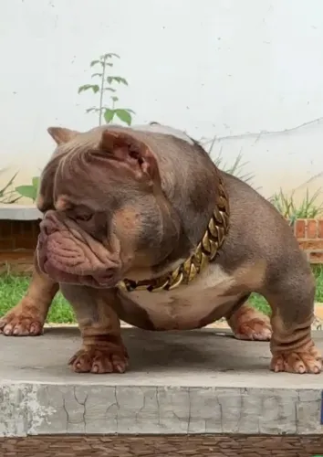 American bully exótico 
