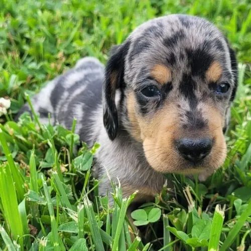 Filhotes Dachshund apaixonante a pronta entrega