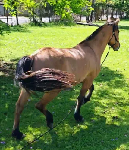 Cavalo Gateado