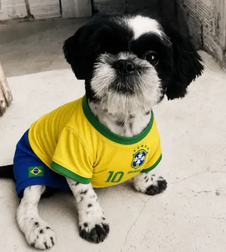 Shih tzu