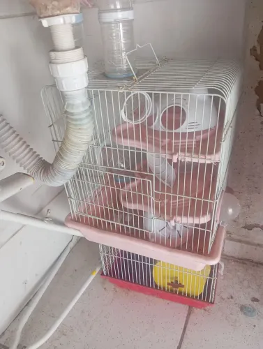 Duas gaiolas hamster