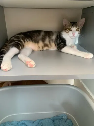 Lindos gatinhos