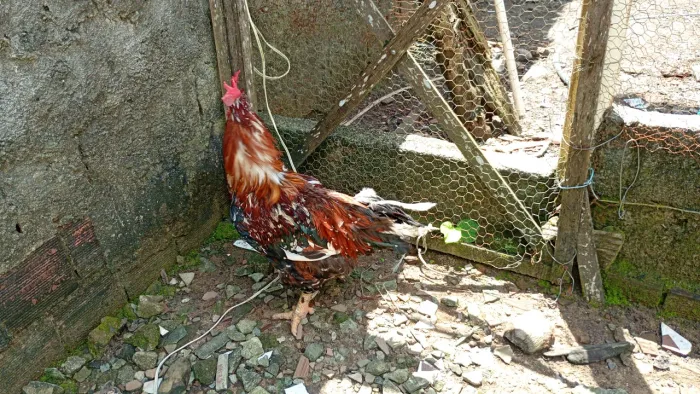 Galo GSB BAIXA GRANDE BAHIA