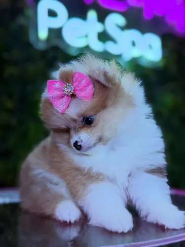 Lulu da Pomerania! Venha se encantar