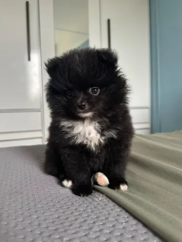 Cachorro lulu da palmerane .