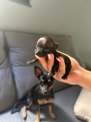Filhote de Pinscher 1