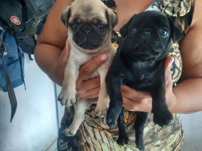 Bbs fêmeas e machos preto e abricot 