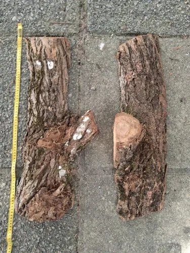 Toco de madeira para planta