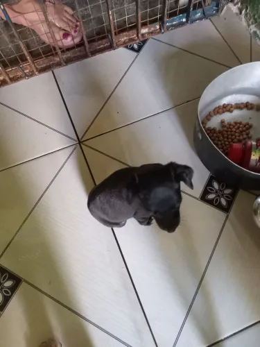Pinscher macho preto