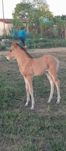 Potra