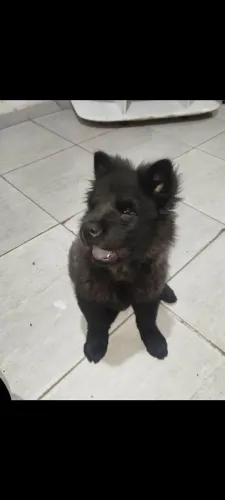 Chowchow filhote 300