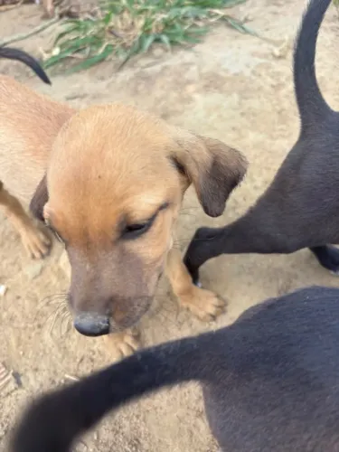 5 Filhotes de Cachorro para Adoção Gratuita - Coração de Maria BA