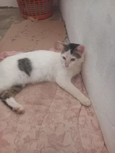 Gato castrado Macho