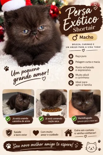Vendo persa exótico shortay