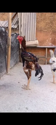 Índio gigante em montes Claros