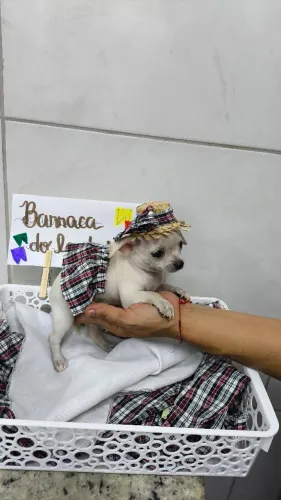 Filhotes de chihuahua 