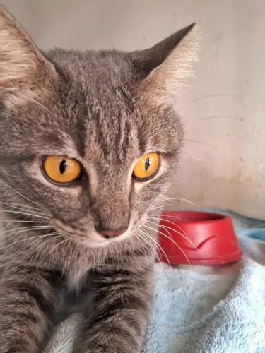 Gato cinza castrado para adoção responsável