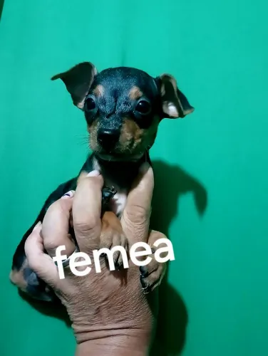 Ponchi femea n 0 com n 1