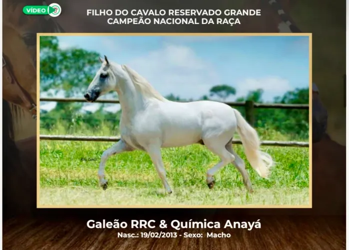 Cavalo Garanhão Mangalarga Campeão Nacional