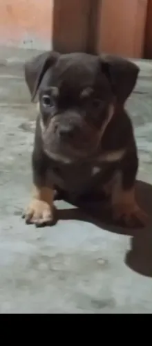 American Bully 