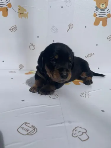 Filhotes de Dachshund com muito amor para oferecer!