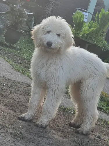Poodle Gigante Filhote 