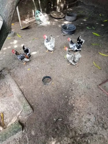 Vendo galinhas Nagasaki