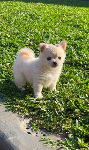 Filhote de Chihuahua