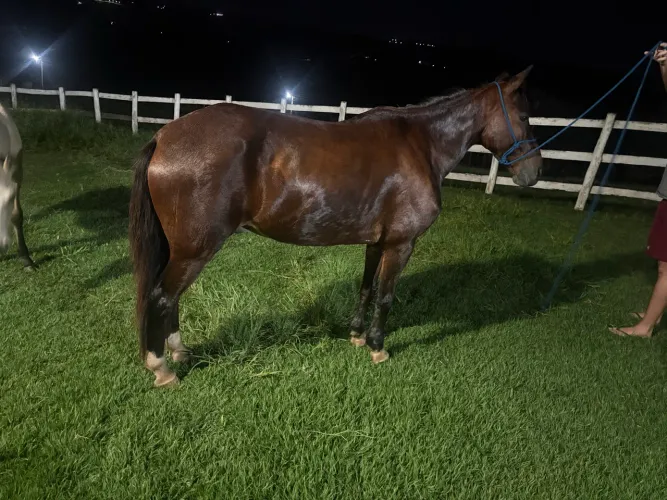 Cavalo baixeiro anda muito na passada. Analiso trocas.