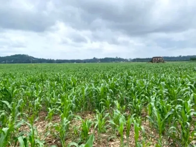 Propriedade Rural 13,39 Hectares em Cruzeiro do Sul, RS