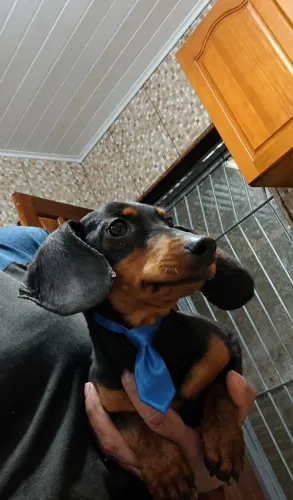 Dachshund linguicinha mini macho