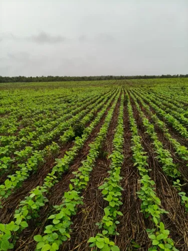 Fazenda em Codó MA