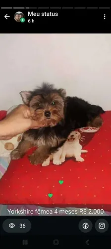 Yorkshire fêmea 4 meses