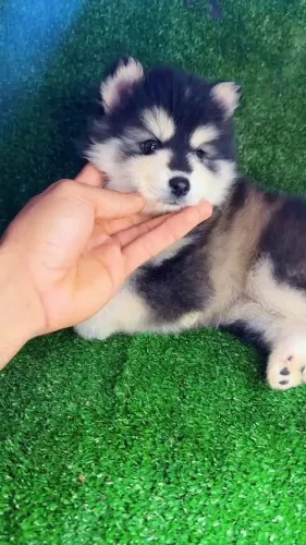 Pomsky Recife - Filhotes com Entrega