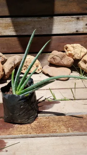 Muda de babosa (aloe vera)