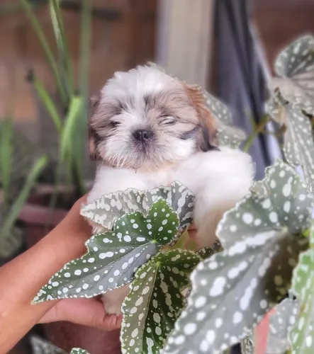 Animais de estimação 